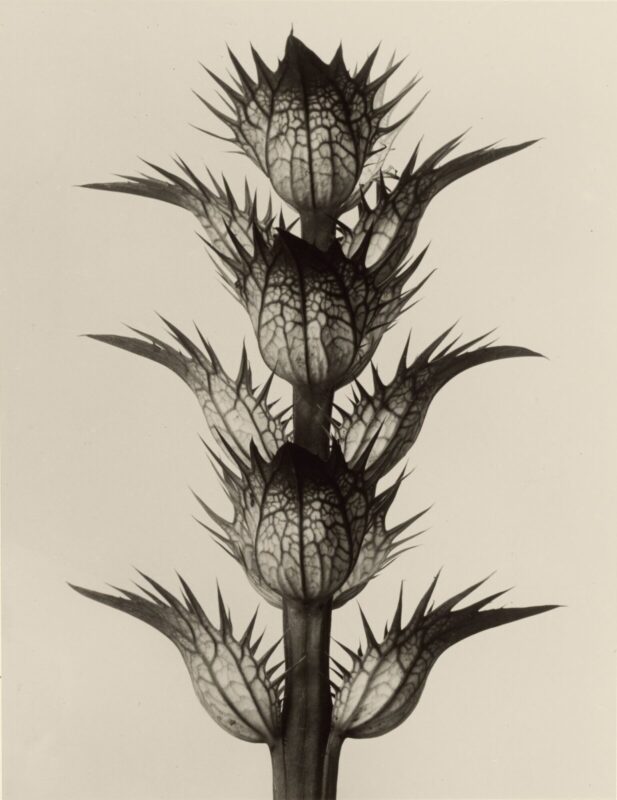 acanthus-1234×1600