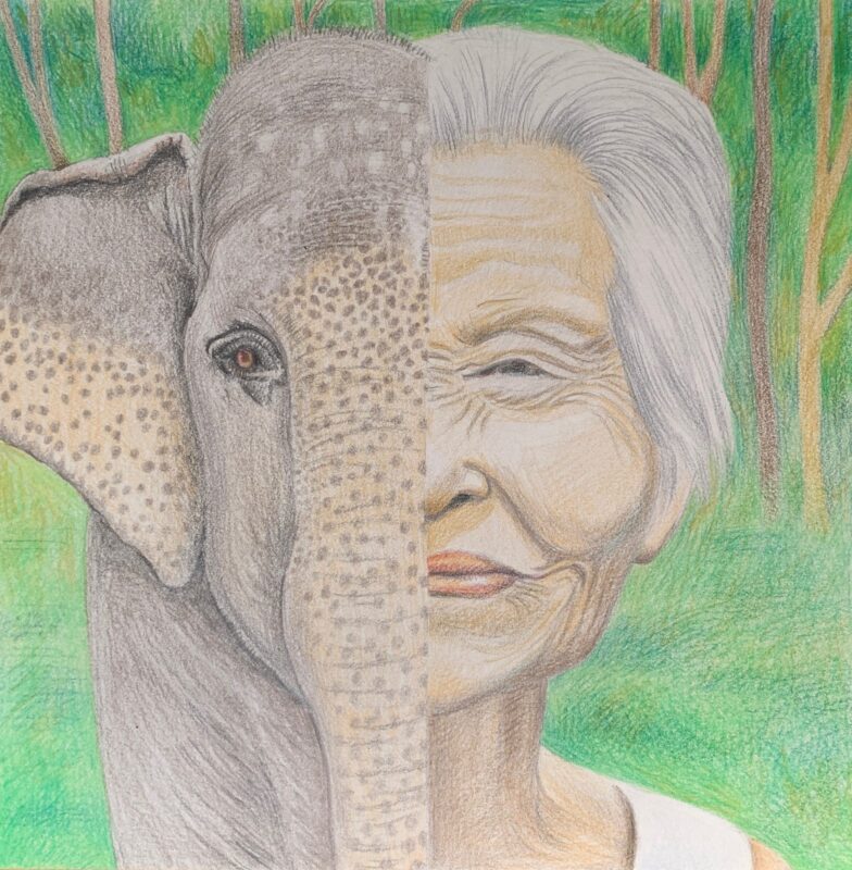 Asian Elephant Wise Woman