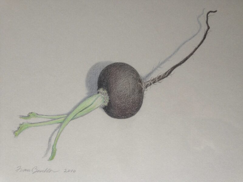 Black Radish: The Dancer
