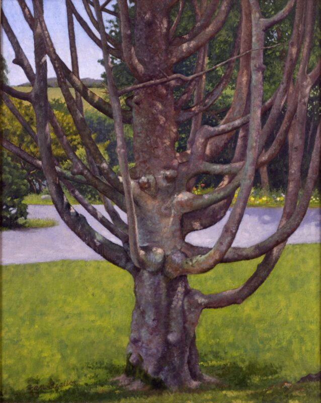 Stonecliffe Branches: Portrait of a Man Tree with Many Arms