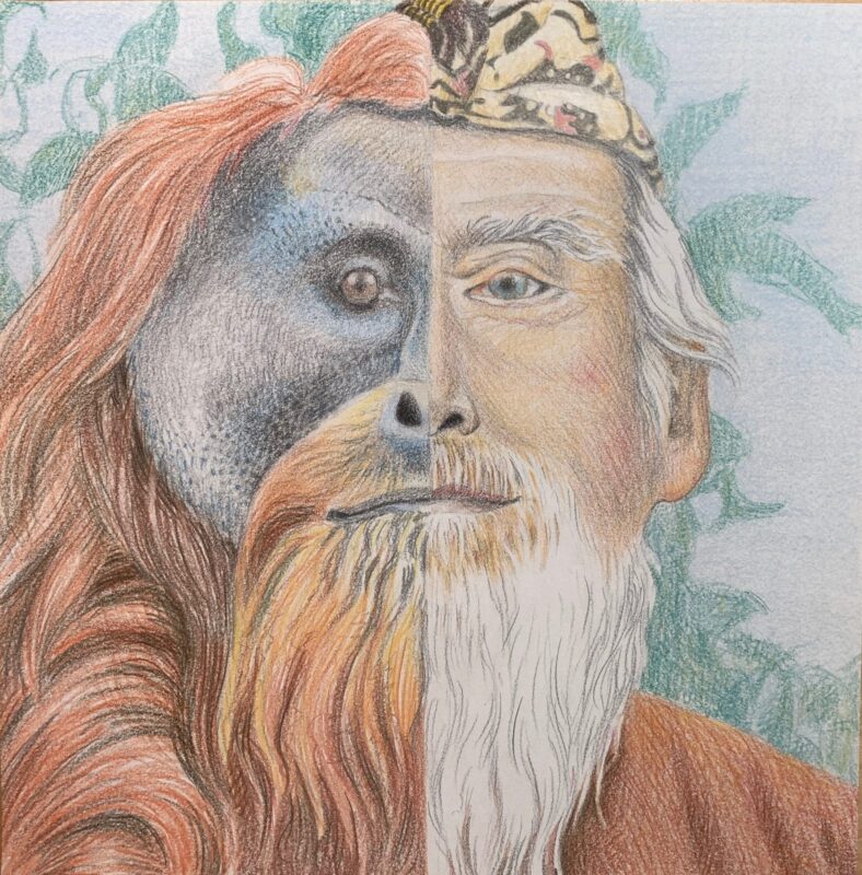 Tapanuli Orangutan Bearded Man