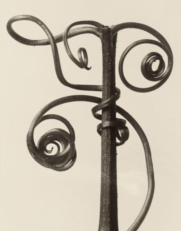 tendril-1258×1600